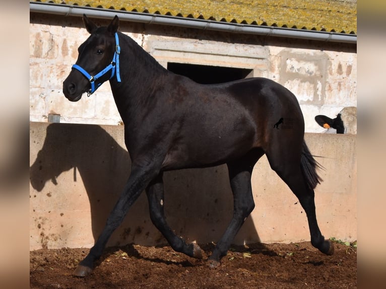 Menorquín Yegua 3 años 155 cm Negro in Menorca