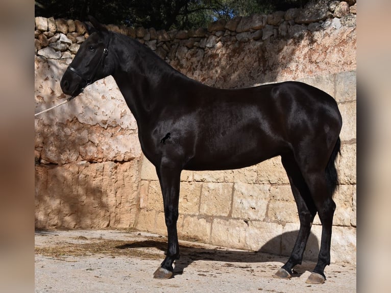 Menorquín Yegua 3 años 155 cm Negro in Menorca