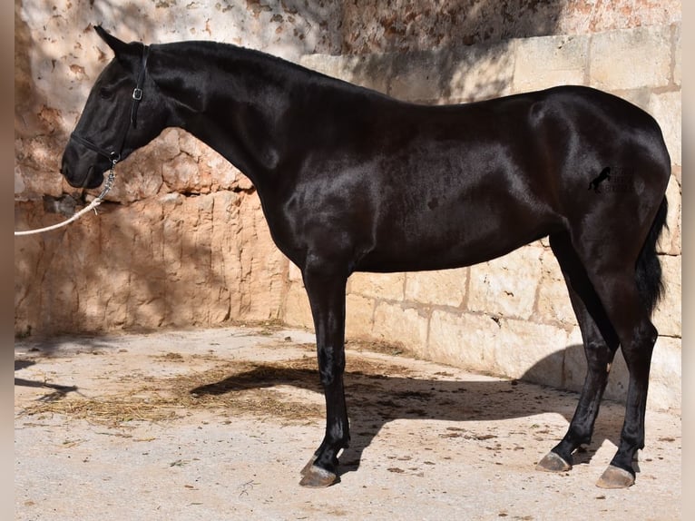 Menorquín Yegua 3 años 155 cm Negro in Menorca