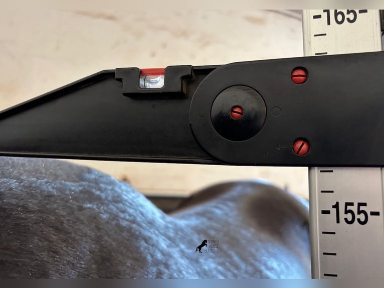 Menorquín Yegua 3 años 157 cm Negro in Menorca