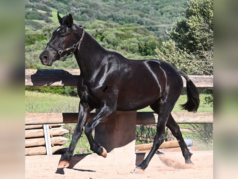 Menorquín Yegua 3 años 157 cm Negro in Menorca