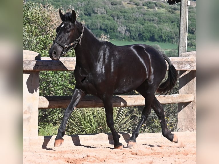 Menorquín Yegua 3 años 157 cm Negro in Menorca
