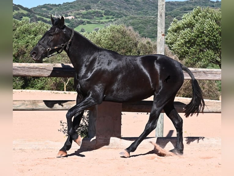 Menorquín Yegua 3 años 157 cm Negro in Menorca