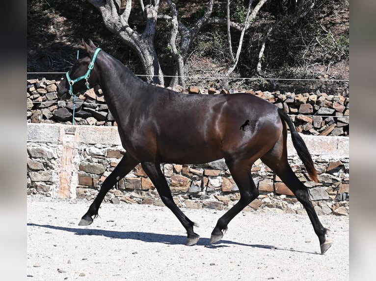 Menorquín Yegua 3 años 158 cm Negro in Menorca