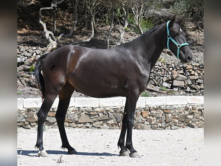 Menorquín Yegua 3 años 158 cm Negro in Menorca