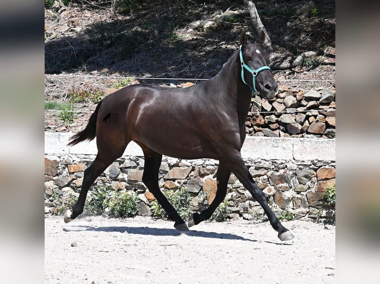 Menorquín Yegua 3 años 158 cm Negro in Menorca