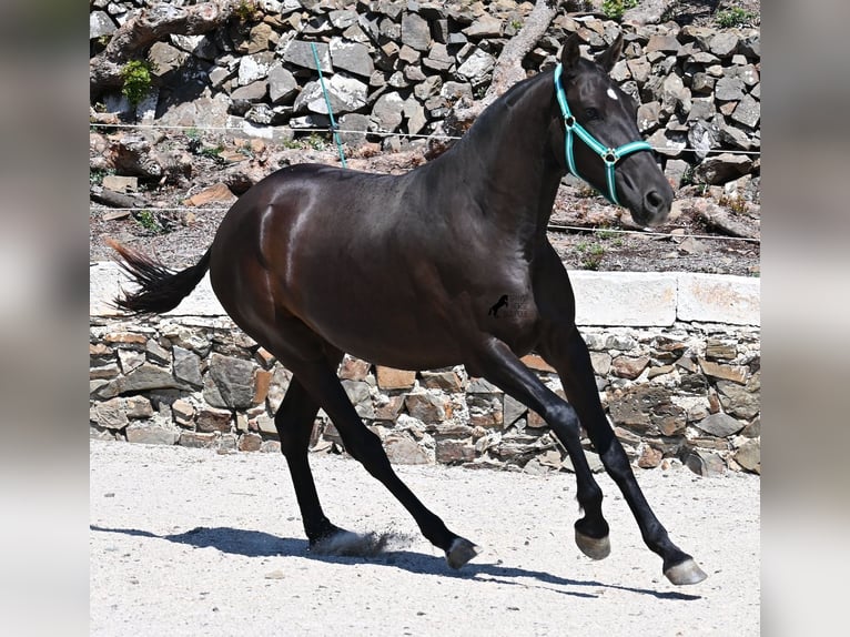 Menorquín Yegua 3 años 158 cm Negro in Menorca