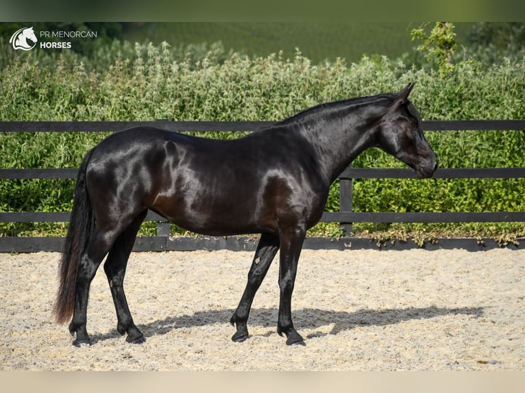 Menorquín Yegua 3 años 159 cm Negro in Kent