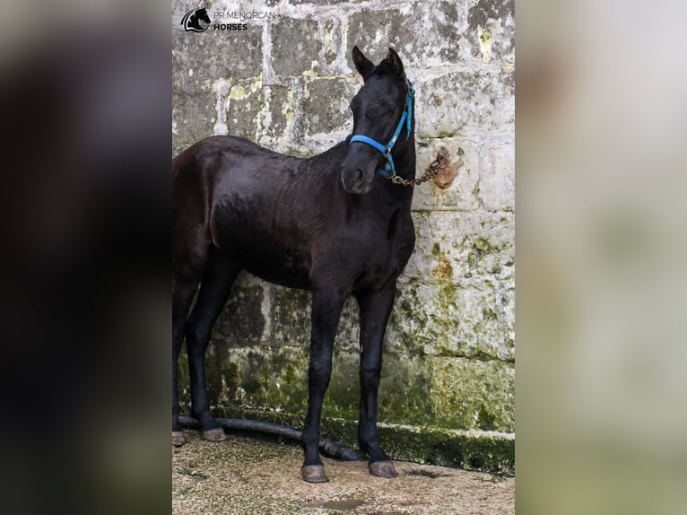 Menorquín Yegua 3 años 159 cm Negro in Menorca