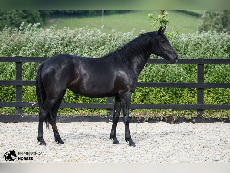 Menorquín Yegua 3 años 160 cm Negro in Kent