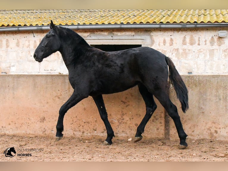 Menorquín Yegua 3 años 160 cm Negro in Menorca