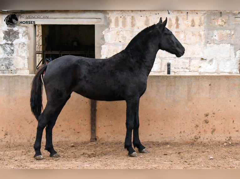 Menorquín Yegua 3 años 160 cm Negro in Menorca