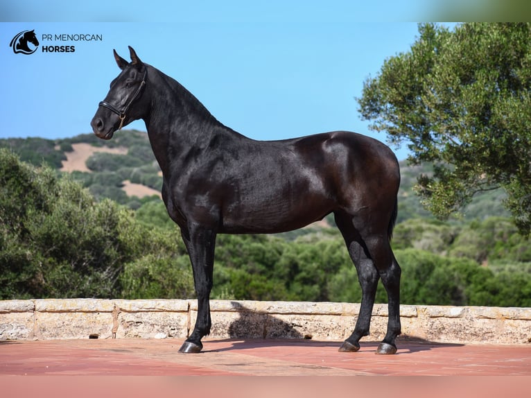 Menorquín Yegua 3 años 160 cm Negro in Menorca