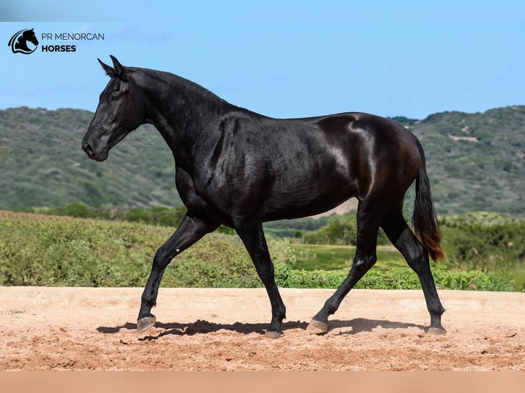 Menorquín Yegua 3 años 160 cm Negro in Menorca