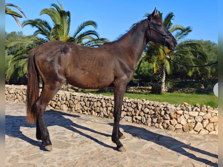 Menorquín Yegua 3 años 160 cm Negro in Manacor