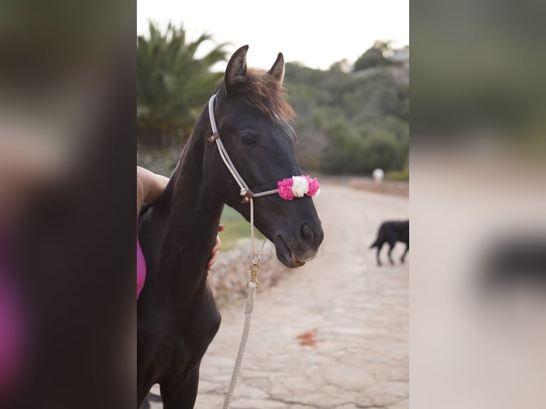 Menorquín Yegua 3 años 160 cm Negro in Manacor