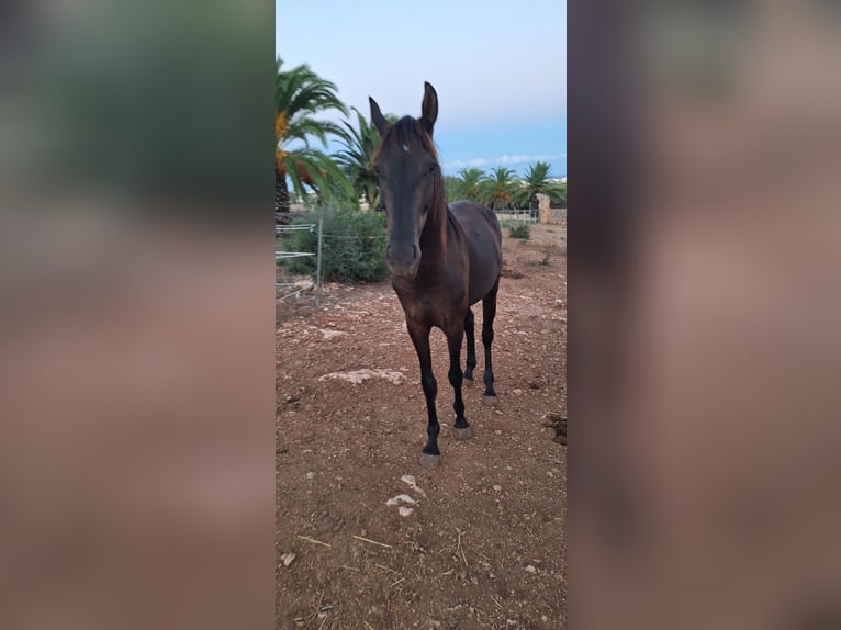 Menorquín Yegua 3 años 160 cm Negro in Manacor