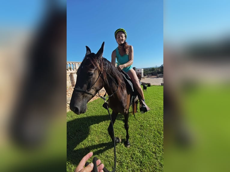 Menorquín Yegua 3 años 160 cm Negro in Manacor