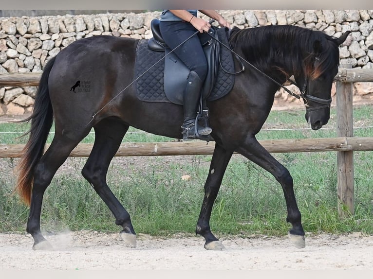 Menorquín Yegua 3 años 161 cm Negro in Menorca
