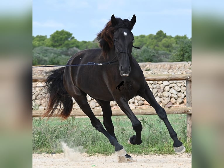 Menorquín Yegua 3 años 162 cm Negro in Menorca