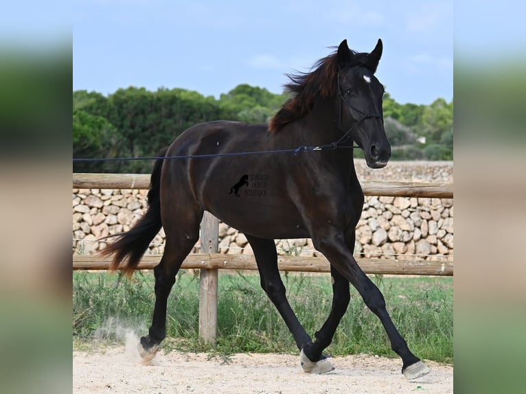 Menorquín Yegua 3 años 162 cm Negro in Menorca