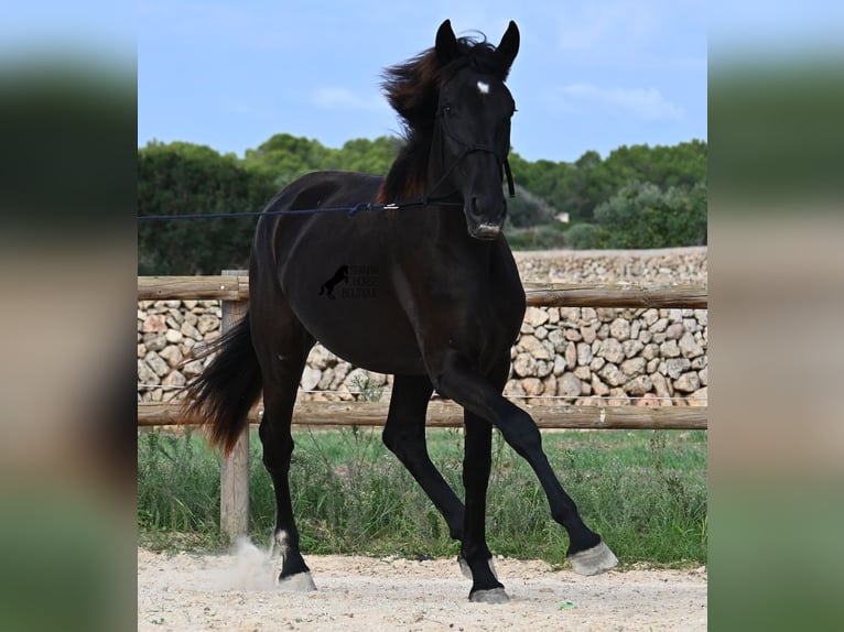 Menorquín Yegua 3 años 162 cm Negro in Menorca