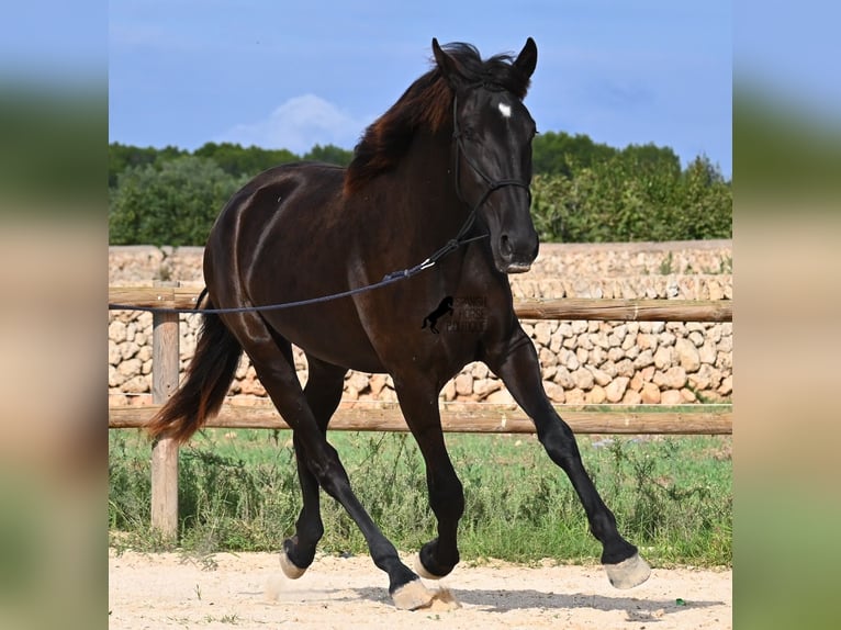 Menorquín Yegua 3 años 162 cm Negro in Menorca