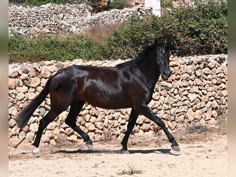 Menorquín Yegua 3 años 162 cm Negro in Menorca