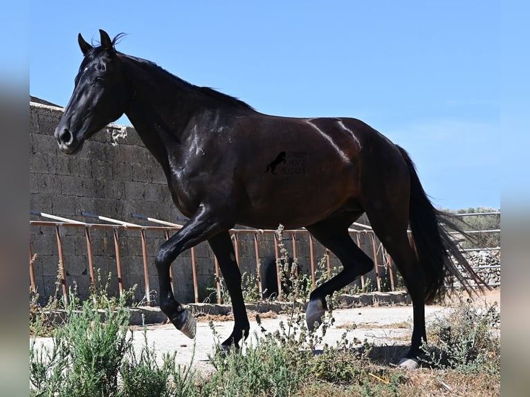 Menorquín Yegua 3 años 162 cm Negro in Menorca