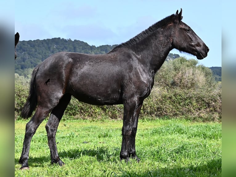 Menorquín Yegua 3 años 163 cm Negro in Menorca