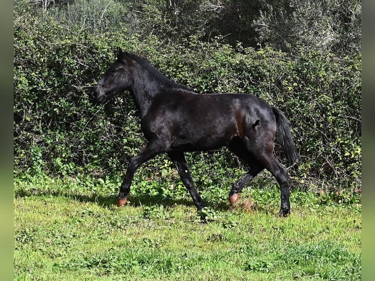Menorquín Yegua 3 años 163 cm Negro in Menorca