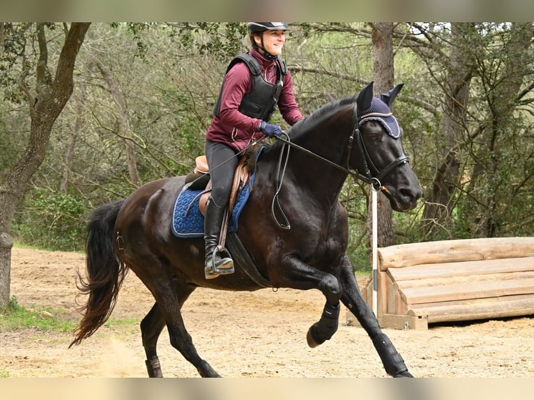 Menorquín Yegua 3 años 165 cm Negro in Laroque