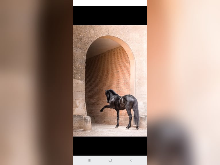 Menorquín Yegua 3 años 165 cm Negro in Laroque