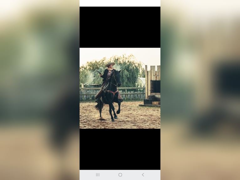 Menorquín Yegua 3 años 165 cm Negro in Laroque