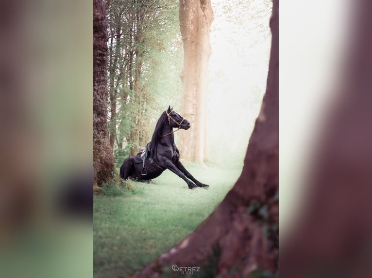 Menorquín Yegua 3 años 165 cm Negro in Laroque
