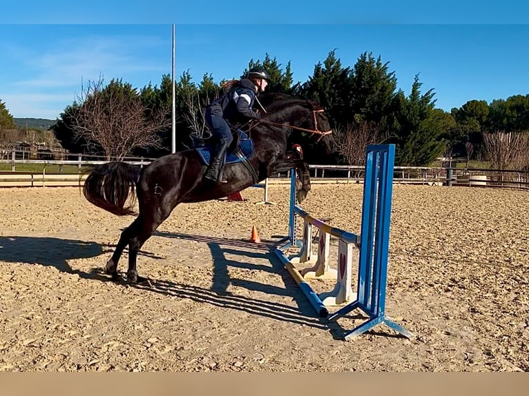 Menorquín Yegua 3 años 165 cm Negro in Laroque