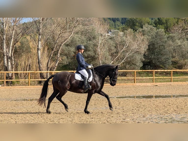 Menorquín Yegua 3 años 165 cm Negro in Laroque