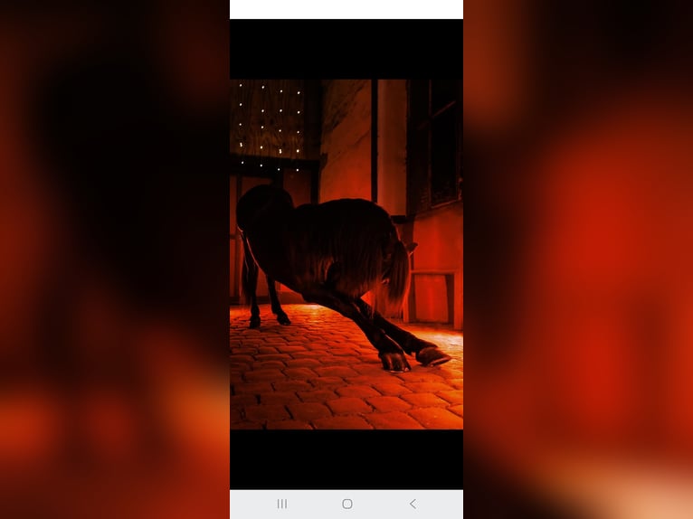 Menorquín Yegua 3 años 165 cm Negro in Laroque