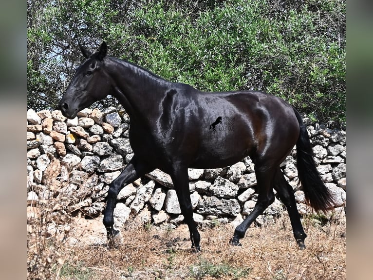Menorquín Yegua 3 años 166 cm Negro in Menorca