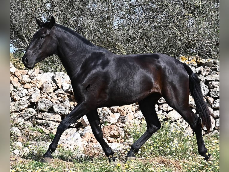 Menorquín Yegua 3 años 166 cm Negro in Menorca