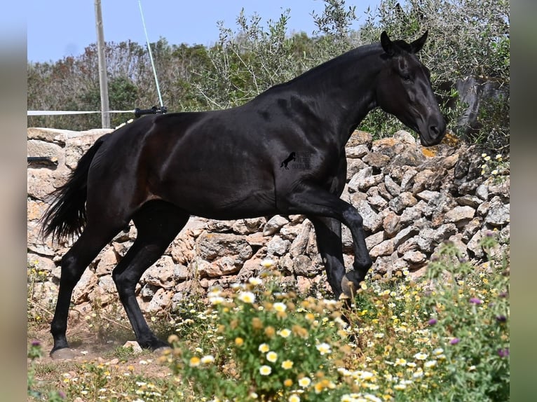 Menorquín Yegua 3 años 166 cm Negro in Menorca