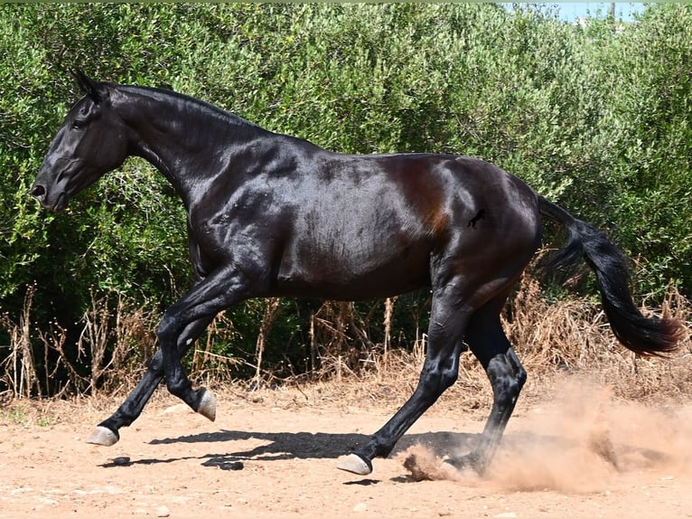 Menorquín Yegua 3 años 166 cm Negro in Menorca