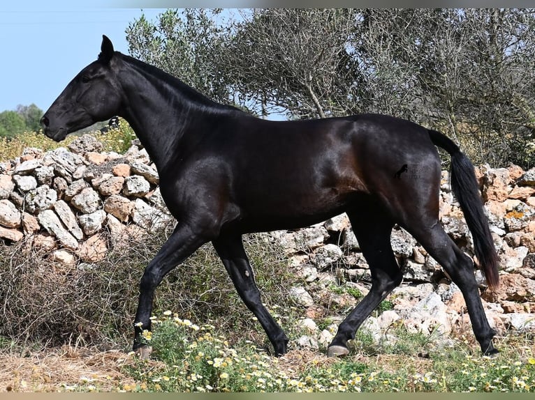 Menorquín Yegua 3 años 166 cm Negro in Menorca