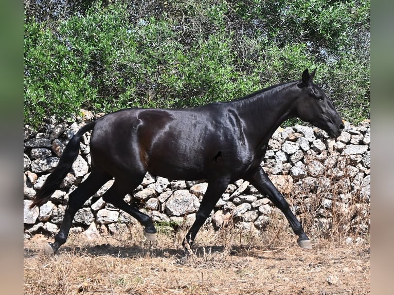 Menorquín Yegua 3 años 166 cm Negro in Menorca