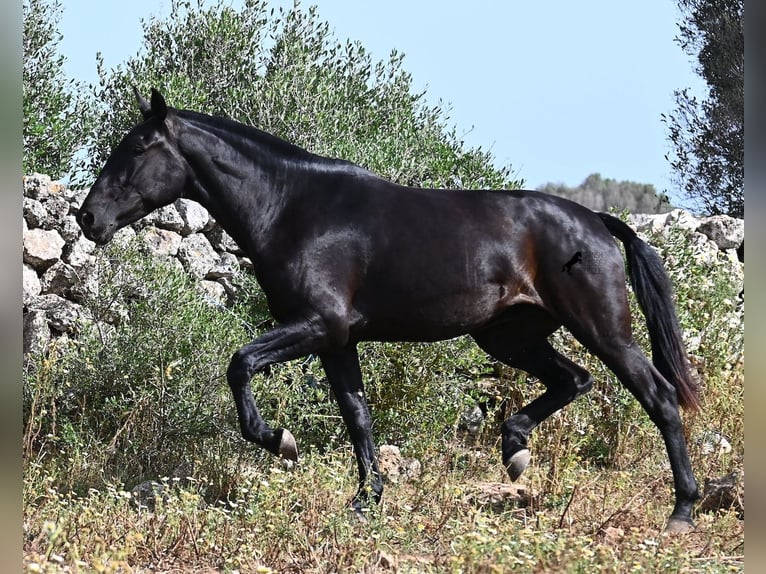 Menorquín Yegua 3 años 166 cm Negro in Menorca
