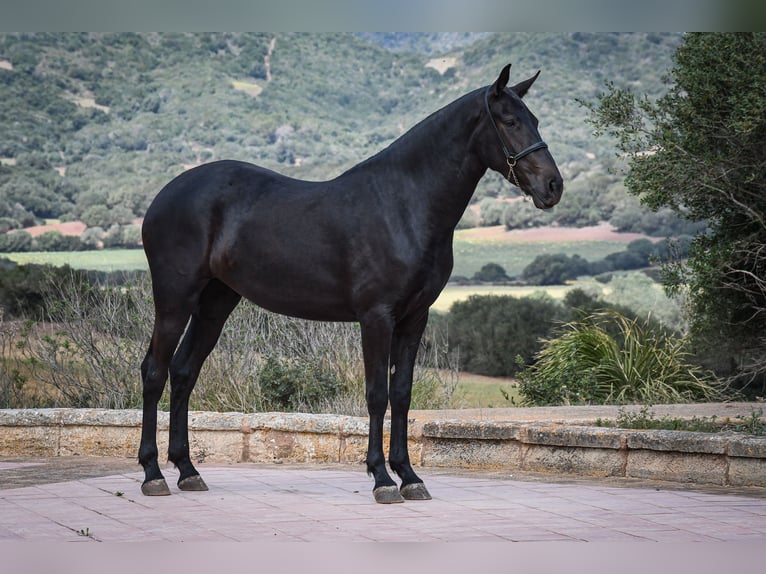 Menorquín Yegua 3 años 166 cm Negro in Menorca