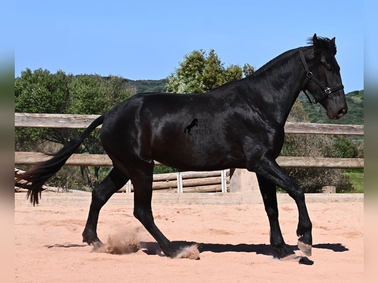 Menorquín Yegua 3 años 167 cm Negro in Menorca