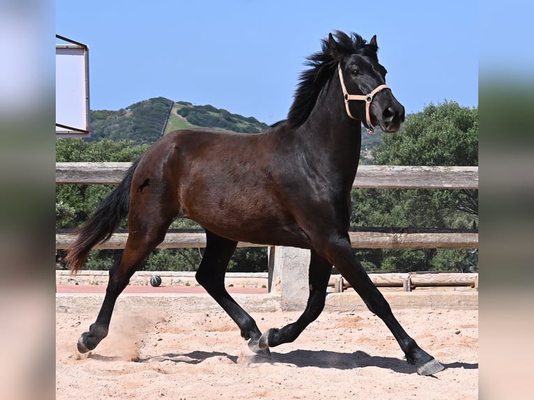 Menorquín Yegua 3 años 169 cm Negro in Menorca