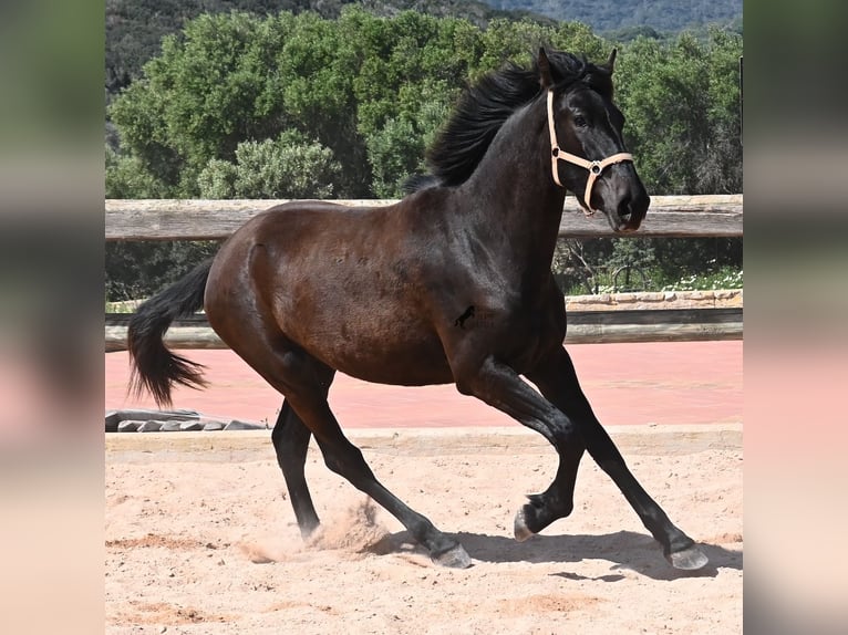 Menorquín Yegua 3 años 169 cm Negro in Menorca