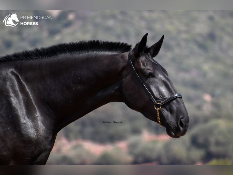 Menorquín Yegua 3 años 174 cm Negro in Menorca